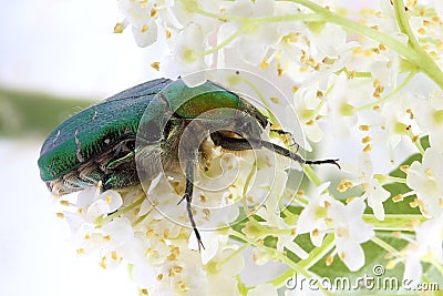 Rose chafer (Ð¡etonia aurata) on flowers of elderberry Stock Photo