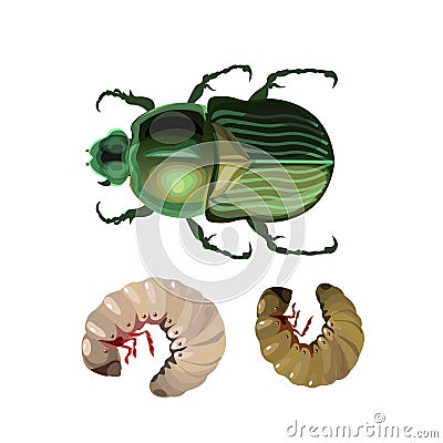 Rose chafer vector Vector Illustration