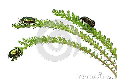 Rose chafers, Cetonia aurata, on plant Stock Photo