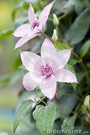 Rose Clematis Stock Photo