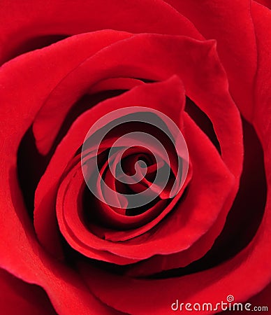 Rose Close-up Stock Photo