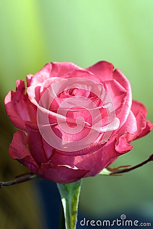 Rose closeup Stock Photo