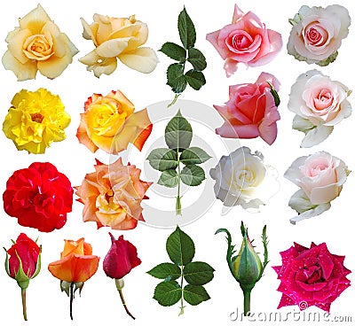 Rose collection Stock Photo