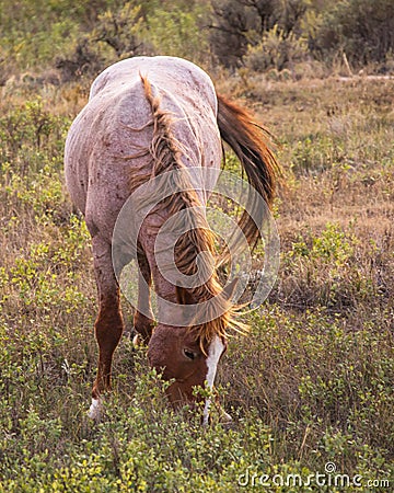 Stallion grazing away from the herd Stock Photo