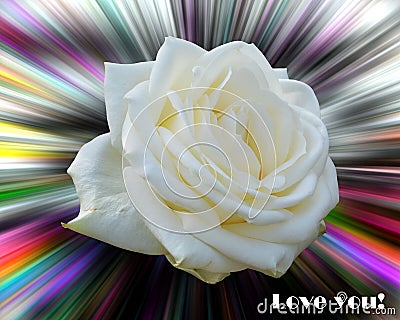 Rose on colorful background. Love image Stock Photo