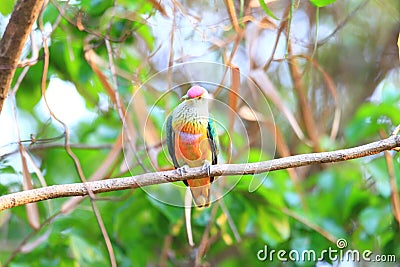 Rose-crowned Fruit Dove Stock Photo