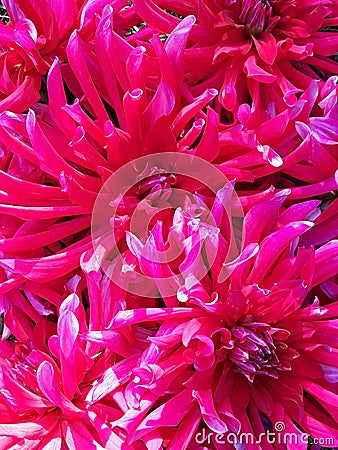 Rose dahlias background. Stock Photo