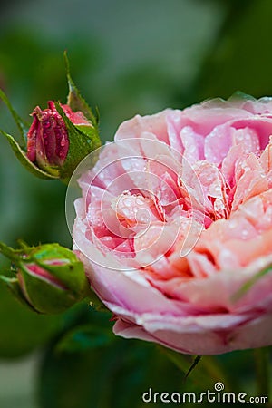 Rose Desdemona, an English Rose by David Austin Stock Photo