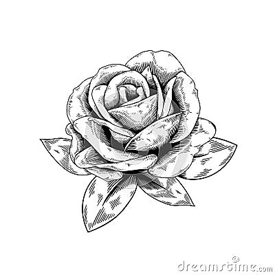 Rose drawing flower nature vector icon on white background Vector Illustration