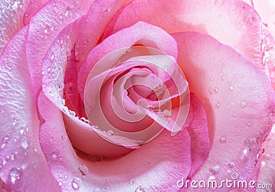 Rose in drop water Stock Photo