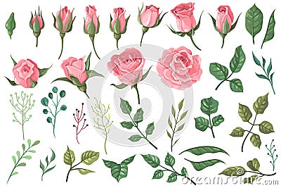 Rose elements. Pink flower buds, roses with green leaves bouquets, floral romantic wedding decor for vintage greeting Vector Illustration