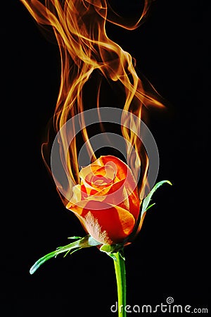 Rose on fire Stock Photo