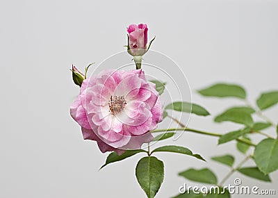 Rose Flower Stock Photo