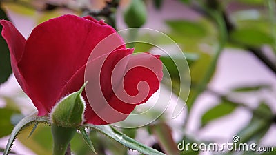 Rose flower anther and stigma macro shot clear focused Stock Photo