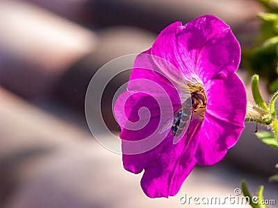 Rose Flower with Bee taking nectar Stock Photo