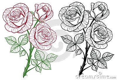 Rose flower branch set. Vector Illustration