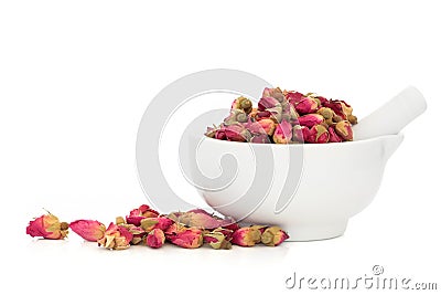 Rose Flower Buds Stock Photo