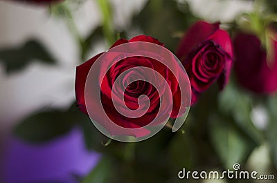 Rose flower Stock Photo