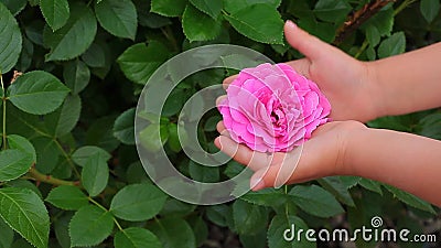 https://thumbs.dreamstime.com/x/rose-flower-children-girl-hand-hd-footage-day-light-rose-flower-children-girl-hand-hd-footage-150019670.jpg
