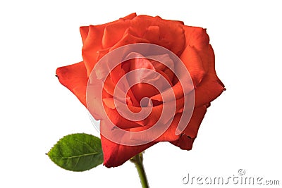 Rose flower close-up isolated. Summer indoor Stock Photo