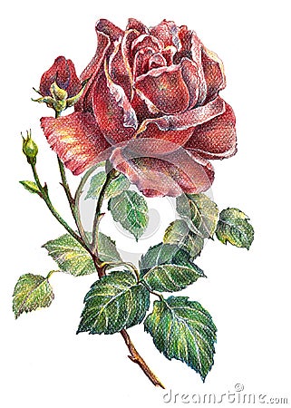 Rose flower, color pencil, illustration Cartoon Illustration