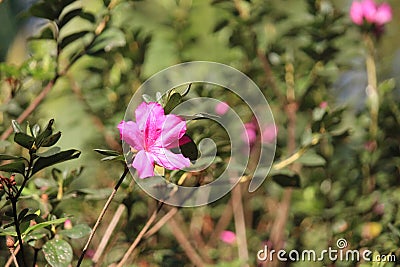 Rose flower details background,Rosa,Rosa rubiginosa, European species, Introduced species Stock Photo