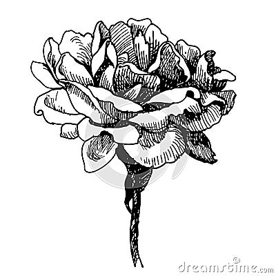 Rose flower doodle hand drawn Vector Illustration