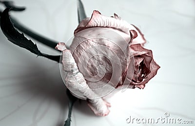 The rose flower is dried, withered. Pink roses. Flowers. Use printed materials, signs, items, websites, maps, posters, postcards, Stock Photo