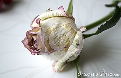 The rose flower is dried, withered. Pink roses. Flowers. Use printed materials, signs, items, websites, maps, posters, postcards, Stock Photo