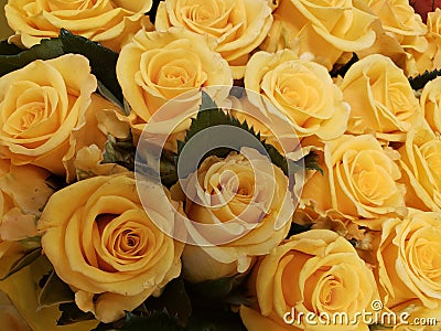 yellow rose flower in a floral bouquet for gift of love, background and texture Stock Photo