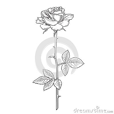 Rose flower fully open with leaves and long stem. Realistic hand drawn vector illustration in sketch style Vector Illustration