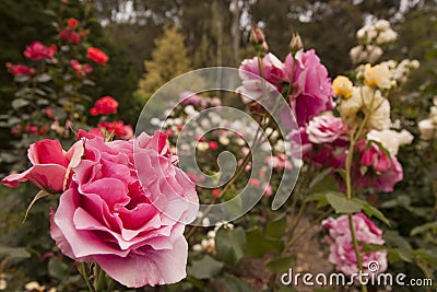 Rose flower garden Stock Photo