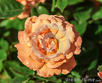 Rose flower grade easy does it, one large flower, orange-peach hue, Stock Photo