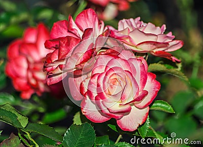 Rose flower grade jubile du prince de monaco, flowers large, terry Stock Photo