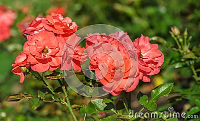 Rose flower grade rosi mittermaier, group bright orange-pink-red flower Stock Photo