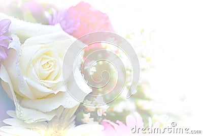 Rose flower high key abstract and soft color Stock Photo