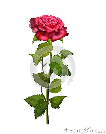 Rose flower isolated Illustration Cartoon Illustration