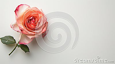 Rose flower on light background. Insertion space Stock Photo