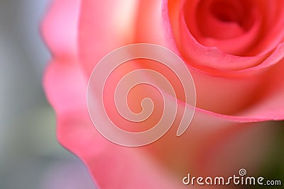 Rose flower macro, fragment, blurred image Stock Photo