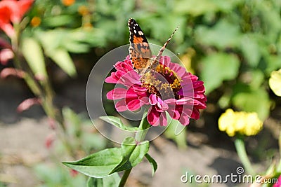 Rose flower petals. green leaves and a large butterfly on top of a flower Stock Photo