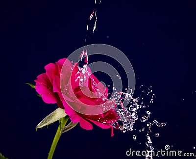 Rose flower in the rain, drops of water shining Stock Photo