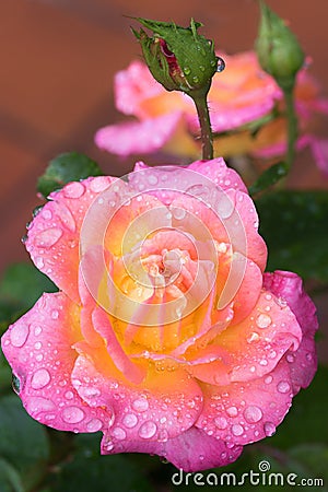 Rose flower with raindrops, pink and orange color Stock Photo