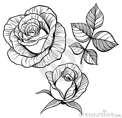 Rose flower set with a leaf Vector Illustration