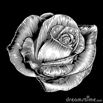 Rose Flower Vintage Style Woodcut Engraved Etching Vector Illustration