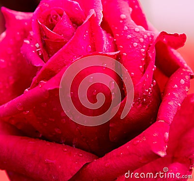 Rose Flower with water droplets Stock Photo