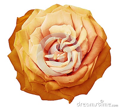 Rose flower on white isolated background with clipping path. Closeup. For design. Stock Photo