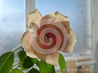 Rose flower on the window Stock Photo