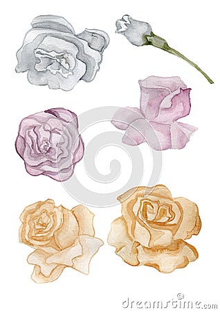 Rose flowers buds delicate vintage handheld watercolor insulated Stock Photo