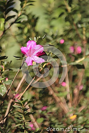 Rose flowers details background,Rosa,Rosa rubiginosa, European species, Introduced species Stock Photo