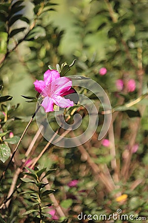 Rose flowers details background,Rosa,Rosa rubiginosa, European species, Introduced species Stock Photo